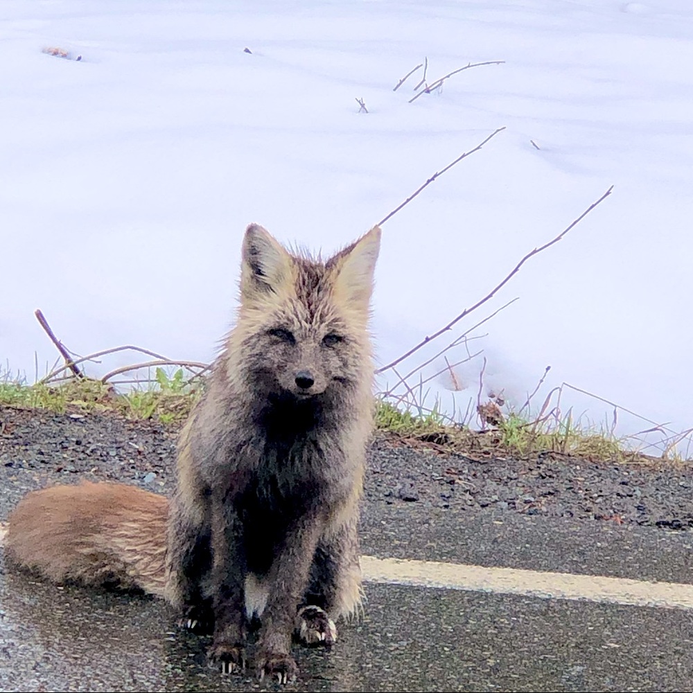 Meet your Posher, Isela